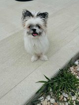 Cute Pomeranian Yorkie mix 9 months old in Lockport, Illinois
