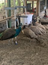 peafowls in Fort Polk, Louisiana