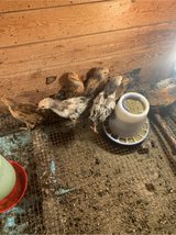 9 mixed Bantam in Fort Polk, Louisiana