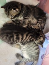 pretty British short hair mix cats in Baumholder, GE