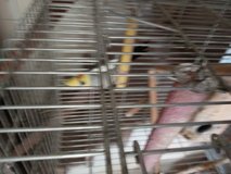 Cockatiel wanted in Rolla, Missouri