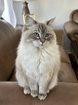 Female Ragdoll Cat in Chicago, Illinois