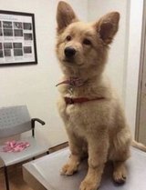 Adorable German Shepherd x Golden Retriever Puppy – Male, 6 Months Old in Houston, Texas