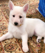 Akc white German shepherd puppies in Fort Polk, Louisiana