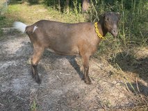 Nigerian dwarf mix goat in Cleveland, Texas