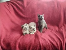 Ragdoll X British Short-hair Kittens - Ready Now in Ramstein, Germany