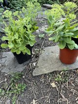Perennial Plant Sale 16th Annual in Bartlett, Illinois
