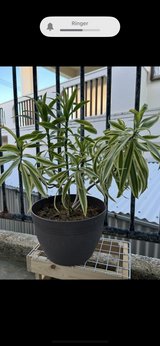 Song of India in Okinawa, Japan