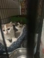 6 month old kittens in Fort Leonard Wood, Missouri