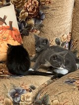 Three Indoor Male Kittens Free To Good Home in Fort Leonard Wood, Missouri