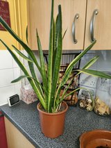snake plant in Lakenheath, UK