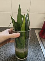 snake plant rooted cuttings in Lakenheath, UK