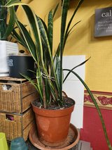 large snake plant in Lakenheath, UK
