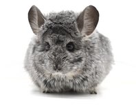 3 Year Old Standard Grey Royal Persian Angora (RPA) Male Chinchilla Up for Adoption -- Mr. Fifi in Indianapolis, Indiana