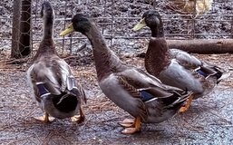 Mallard Drakes in Fort Polk, Louisiana