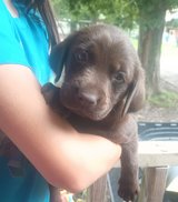 Lab Puppies in Fort Polk, Louisiana
