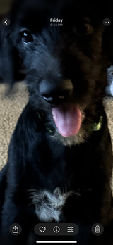 Shepadoodle 12weeks puppies in Glendale Heights, Illinois