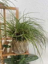 Tilandsia plant in Spring, Texas