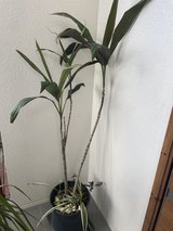 House plant in Spring, Texas