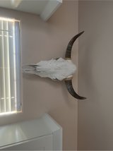 cow skull in Alamogordo, New Mexico