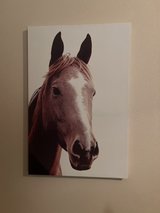 horse picture in Alamogordo, New Mexico