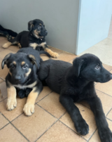 German shepherd puppies available in Fort Polk, Louisiana