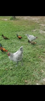 Lavender orphanage in DeRidder, Louisiana