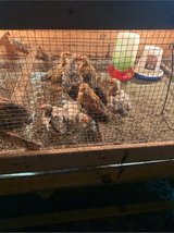 Bantams 6 weeks old in DeRidder, Louisiana