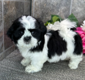 Shih Tzu puppies Akc registered in Fort Polk, Louisiana