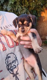 Chihuahua puppies in Yucca Valley, California