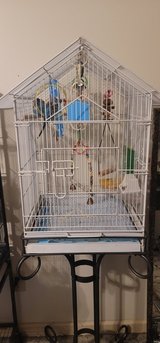 Blue Parakeets 2 in Fort Knox, Kentucky