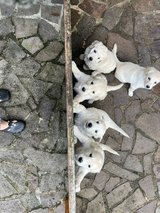 Goldendoodle puppies in Ramstein, Germany