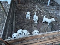 Goldendoodle puppies in Ramstein, Germany