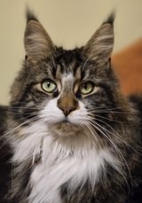 Maine Coon in Ramstein, Germany