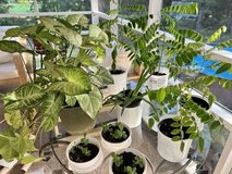 Houseplants trade or buy Starfruit, aloe, succulents, philodendron plants in Warner Robins, Georgia