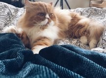Persian Cat (13 Years) with Accessories – Looking for a Loving Home in Wiesbaden, GE