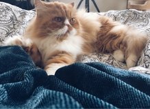 Persian Cat (13 Years, Female) with Accessories – Loving Home Wanted in Wiesbaden, GE