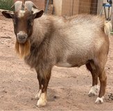 Buck goat in Alamogordo, New Mexico