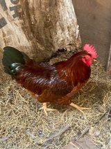 Rooster in Beaufort, South Carolina