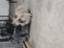 Lionhead does in Fort Polk, Louisiana
