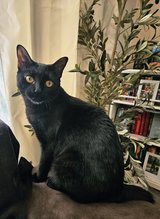 Neutered male black cat in Fort Polk, Louisiana