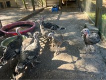 6 Narragansett Turkey Poults 2 mo old in Beaufort, South Carolina
