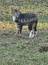 Sweet Male Cat in Fort Polk, Louisiana