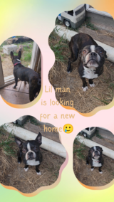 Boston terrier male in Fort Polk, Louisiana