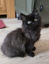 Siberian Forest kitten in Baumholder, GE