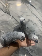 Friendly Baby Hand-Rearing Super Tame Cuddly African Grey in Wiesbaden, GE