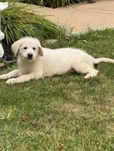 Shepadoodle puppies in Glendale Heights, Illinois