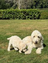 Goldendoodle puppies in Ramstein, Germany