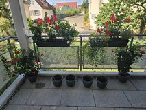 Grown plants & empty pots in Stuttgart, GE