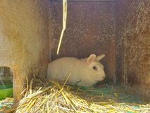 white rabbit in Okinawa, Japan